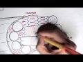 Muscle Contraction Mechanisms and Structures