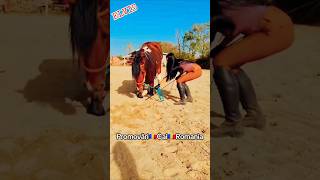 #cai #horse #cal #arabianhorse #stallion #love #animals #girl #horseriding @PromovariCaiRomania