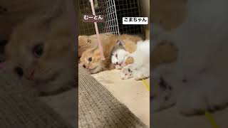 はむはむーとん