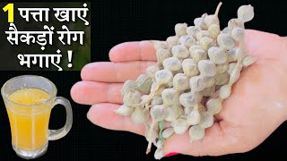 कहीं मिल जाएँ बबूल की फली तो अपने साथ ले आए / इसके फ़ायदे किसी चमत्कार से कम नहीं Babool ki Fali