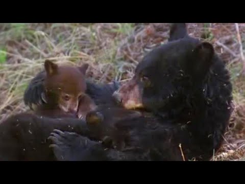 Missing Cub Big Bear Diary BBC