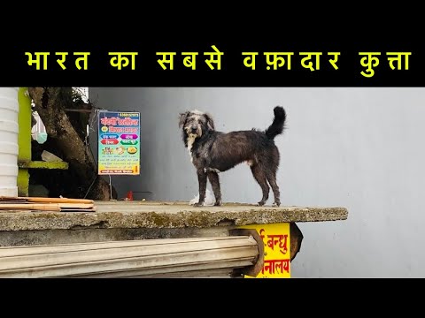 Gaddi Dog जो शेर बाघ से भी लड़ जाता है अपने परिवार के लिए || गद्दी कुत्ता भरता का सबसे वफादार कुत्ता