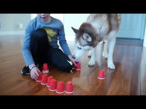 Siberian Husky and the Solo Cup Challenge