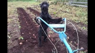 🐕 Собаки могут всё! 😺 Смешное видео с собаками, кошками и котятами! 😸
