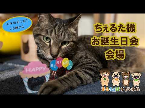 【お誕生日會】ちぇるたさんが12歳になりました!🐈【まるちぇぽ🏠】