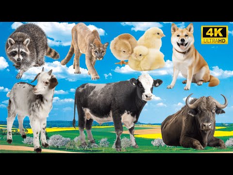 Sounds of the Wild: Raccoon, Leopard, Chicken, Dog, Dyke, Cow, Wildebeest - Animal Sounds