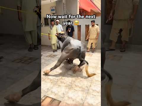 #wait for next year #eidspecial #cow #1million #youytbeshorts