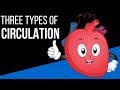 Circulation Systems in the Human Body