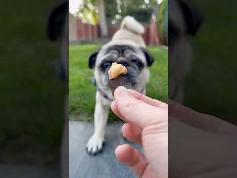 Wait! DON’T Leave! 😢 #pugdog #dogshorts #cutedogs