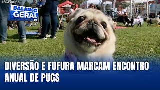 Encontro anual de Pugs reúne participantes de SC, RS e Paraná