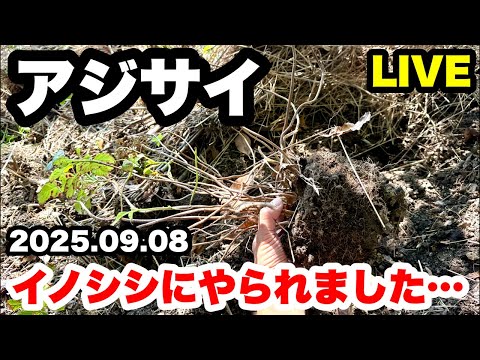◆【アジサイがイノシシにやられました…】