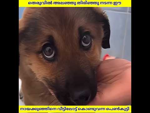 തെരുവിലൂടെ നടന്ന നായക്കുഞ്ഞിനെ വീട്ടിലോട്ട് കൊണ്ടുവന്നപ്പോൾ | Ashik Uncovered | #shorts