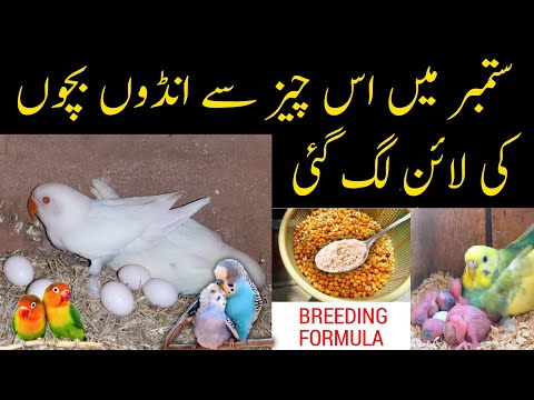 Birds natural breeding formula | Best breeding formula for budgies,lovebirds, cocktail etc