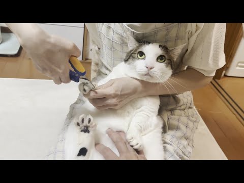 「ご褒美にオヤツあげる」と伝えたら思っている以上にグイグイくる猫