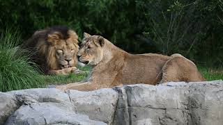 Zoo Köln | Löwen