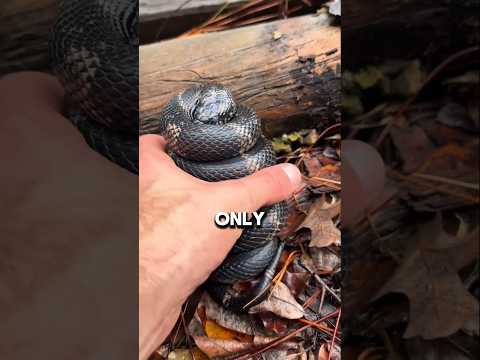 “Animal Facts You Were NEVER Supposed to Know 😳”#animalfacts