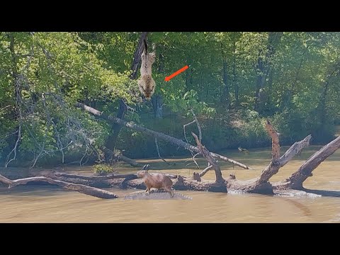 Зверь убивающий одним прыжком. Ягуар в действии !!!