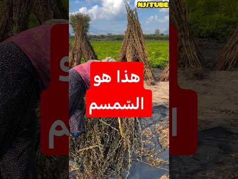 فوائد السمسم للعظام و القلب و التركيز