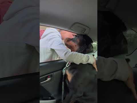 Almost christmas break #rottweiler #dog #puppy #reels #fyp #pets #shorts #youtubeshorts #viralvideo