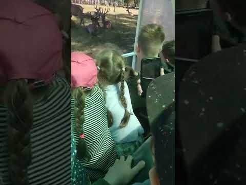 сафари парк! в страстной ферме! #сафарипарк #страусинаяферма #семья #релакс #любовь