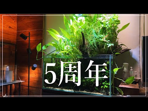 アクアリウムを始めて早5年