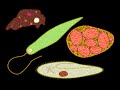 Protozoa Classification and Characteristics