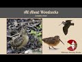 Woodcock Behavior and Habitat Questions