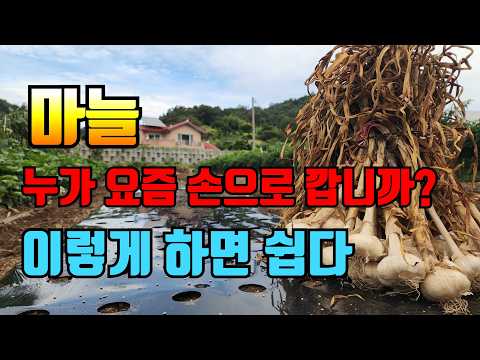 의성 깐마늘로 편하게 김장담자 (들깨아줌마 <strong>적극</strong> 추천)