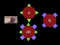 Blood Types and Genetic Inheritance