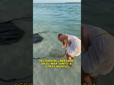 A family found a manta ray stranded on a beach and about to give birth#animals #Friendship