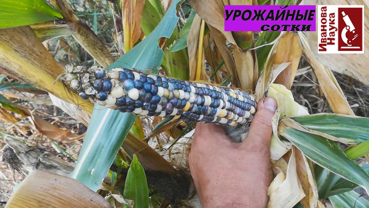Разноцветная кукуруза. Пробуем вырастить