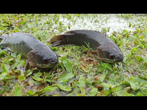 Daily Life Fishing in Rainy Season | Catching Climbing Perch Fish In Rain