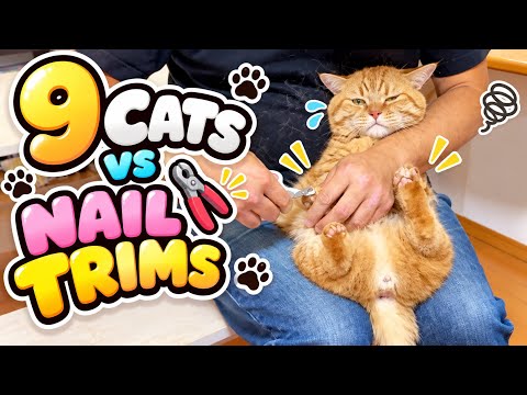 How 9 Cats React to Getting Their Nails Trimmed 😂🐱