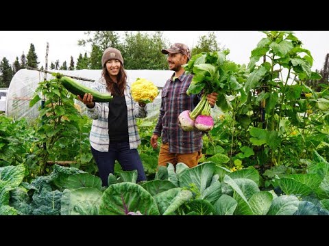 Harvesting Huge Vegetables from Our Summer Garden