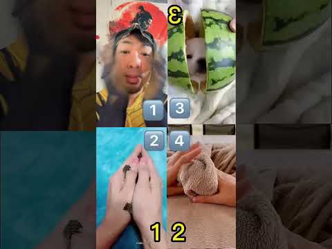 horror boy #funny #followme #cute #shorts #pets