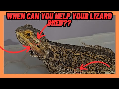 WHEN CAN YOU HELP YOUR BEARDED DRAGON SHED? LIZARD SKIN!