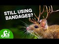 Deer Antler Stem Cells and Their Potential