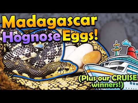 Madagascar Hognose Eggs and Drawing the ReptiCruise Winners!