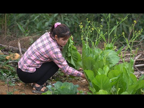 Harvesting vegetables, making pickles and making new nests for laying hens, Xuan's daily life.