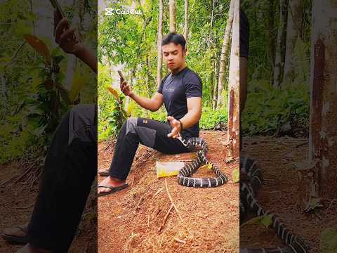 দুধ কলা দিয়ে কাল সাপ পুষলে যা হয়|| #মইরা_গেলে_কানবা#snake#🪱🪱#fypシ゚virel