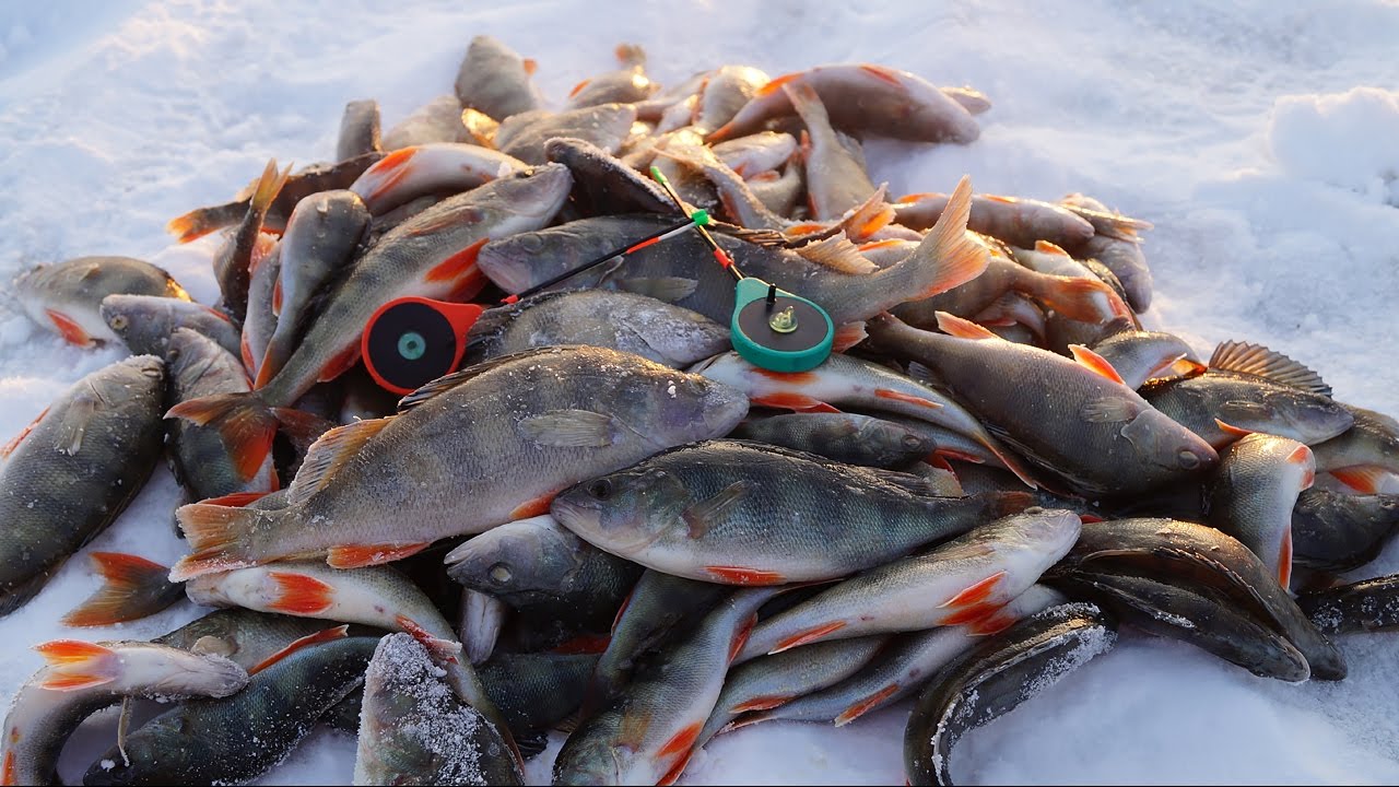 Крупный окунь зимой на мормышку сумасшедший клев на каждой проводке! Зимняя рыбалка на окуня