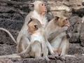 Cultural Significance of Monkeys in Thailand