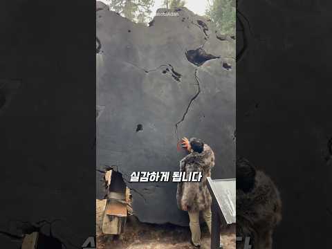 3000년 된 나무의 단면