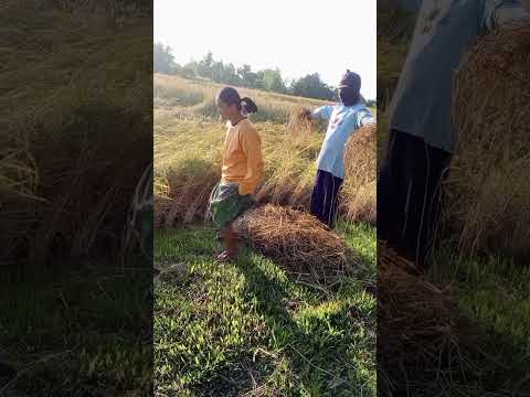 โดนแท่ๆ😂 #shorts #2dlive #trending #foryou #comedy #funny #tiktok #reel #ตลก