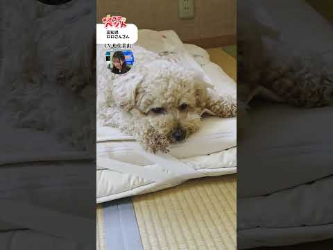 【きょうのペット】GWかわいい動物たちに癒されて… #通勤タイパ #魚住茉由 #pets