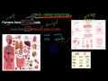 Specialized Cells in Multicellular Organisms