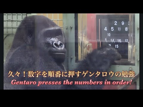 天才ゴリラ!タッチスクリーンを押して数字の勉強をするゲンタロウを久々に見れました⭐️Gorilla【京都市動物園】Gentaro studying numbers!