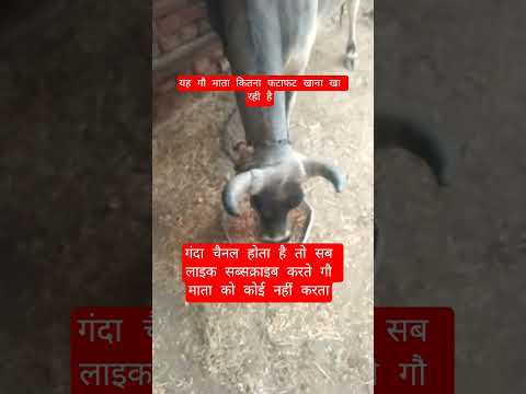 यह गौ माता कितना फटाफट खाना खा रही है #13million #cow #farming #100millon #gaumata #bull