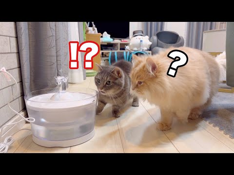 猫の動画サムネイル - 猫ってなんでこんなに可愛いのw面白すぎて耐えられませんでしたwww