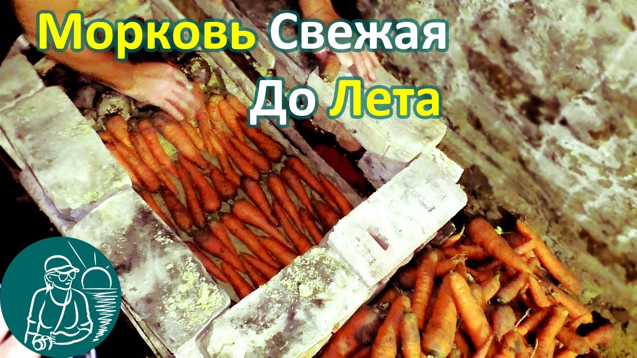 Как хранить морковь в погребе в песке по технологии гордеевых